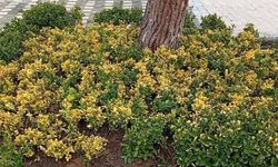 Çınarcık Bahara Hazırlanıyor