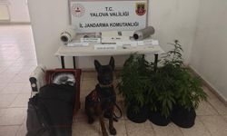 Çınarcık’ta Uyuşturucu Operasyonu: Evde Kenevir Serası Kurmuş