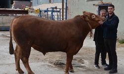 Bir Ton 140 Kilogramlık Kurbanlık Dana 575 Bin Liraya Alıcı Buldu