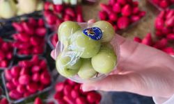 Tadımlığı 150 Lira: Yalova’da Yaz Meyveleri El Yakıyor