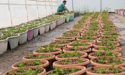 Yalova Belediyesi Seralarında Üretilen Çiçeklerle Kent Estetiğini Güçlendiriyor