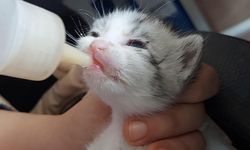 Çiftlikköy’de Sokak Hayvanları Emin Ellerde