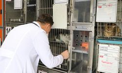 ‘Şanslı’ Kedi, Sıcak Bir Yuvaya Kavuşmayı Bekliyor