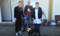 Çınarcık’ta Çalışmaları Sürüyor: Bir Can Daha Yuva Buldu