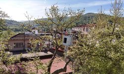 Anıt Ağaçlar Koruma Altında