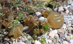 Yalova Sahilinde Esrarengiz İstila