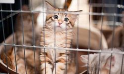 Yalova’da Sahipsiz Hayvanlar İçin Flaş Karar: 1 Haziran Son Tarih