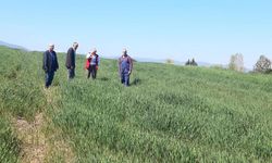 Yalova’da Yem Bitkileri İçin Sahaya İnildi