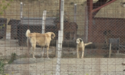 Yalova'daki Barınakta Köpek Ölümleriyle İlgili Soruşturma