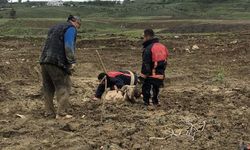 Yalova’da Çamura Saplanan Kurbanlık Koç İçin Kolları Sıvadılar