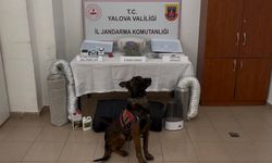 Kenevir Yetiştiren Şüpheliye Gözaltı