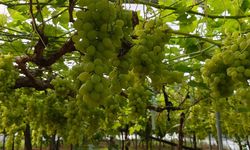 Yalova İncisi” Üzümde Sezon Açıldı