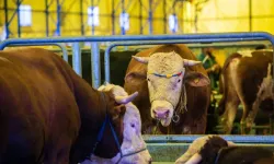 Yalova’da Kurban Bayramı Tedbirleri Açıklandı