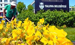 Yalova Belediyesi Mevsimlik Çiçek Ekimine Başladı