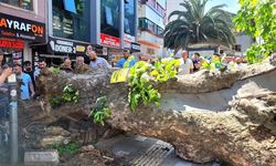 Yalova Caddesi’nde Asırlık Çınar Yola Devrildi