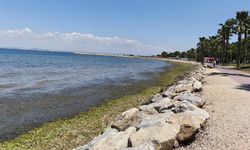 Yalova Sahili’nde Yosun Salgını
