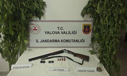 Çiftlikköy’de 46 Kök Kenevir Ele Geçirildi