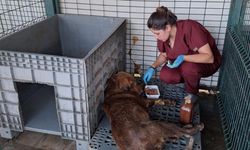 Yalova’da 3 Gün Su Kuyusunda Mahsur Kalan Köpek Kurtarıldı