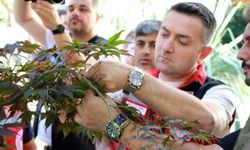 Kahverengi Kokarcaya Karşı 5 Bin Samuray Arısı Doğaya Salındı