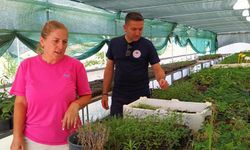 Yalova'da Tıbbi Aromatik Bitki Üretimine Yakın Takip
