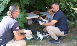 Çiftlikköy Ekipleri, Anne ve Yavru Kedilerin İmdadına Koştu