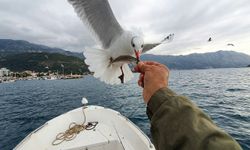 Esenköy’de Balıkçı Martıları Ellerinden Besledi