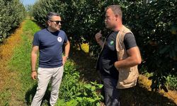 Yalova’da Kivide Kök Çürüklüğüne Karşı Sahada İnceleme