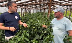 Teşvikiye’de Desteklenen Serada Hasat Başladı