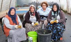 Çiftlikköy Belediyesi’nde Kış Dönemi Bitki Üretimleri Başladı
