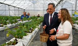Vali Usta Safran Köyü’nde Çilek Üretimini İnceledi