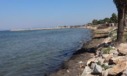 Yalova Yaz Sezonu Boyunca Yosunla Mücadele Etti