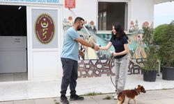 Çiftlikköy’de Patili Dostlara Mobil Yoluyla Sahipleniliyor
