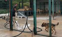 Çınarcık’ta Sokak Hayvanları İçin Rehabilitasyon Merkezi Temizleniyor