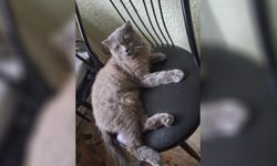 Yalova’da 5 Yaşındaki Kedi İçin Geçici Yuva Aranıyor