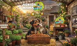 Patili Dostlar İçin “Askıda Mama” Dayanışması