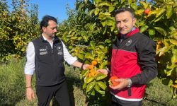 Yalova’da Mandalina Hasadı Yapıldı