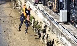 Yalova'da İtfaiye Ekipleri Derede Mahsur Kalan İki Kediyi Kurtardı
