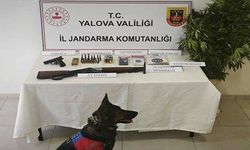 Yalova’da Kenevir Operasyonu