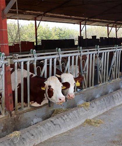 Yalova'nın İlk Hastalıktan Ari İşletmesi Sertifikasını Aldı