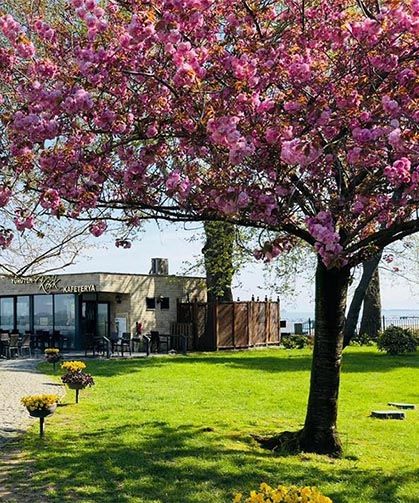 Sakura Ağacı Baharı Müjdeledi