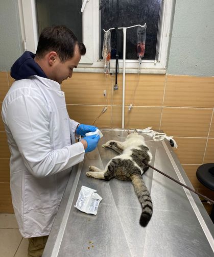 Çiftlikköy’de Sokak Kedisine Vahşet: Belediye Veterinerleri Kurtardı