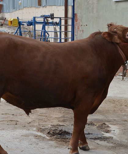 Bir Ton 140 Kilogramlık Kurbanlık Dana 575 Bin Liraya Alıcı Buldu