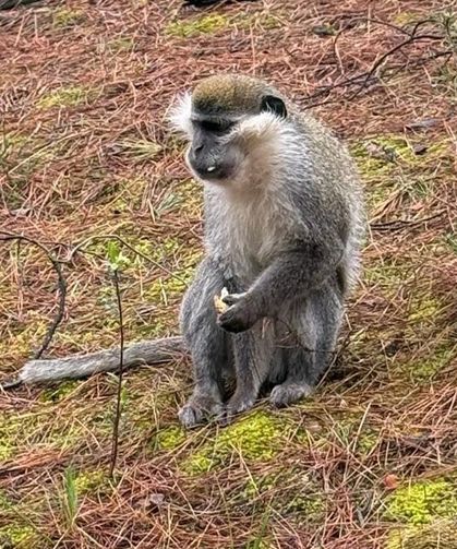 Mantar Aramak İçin Çıktığı Doğada Maymun Buldu