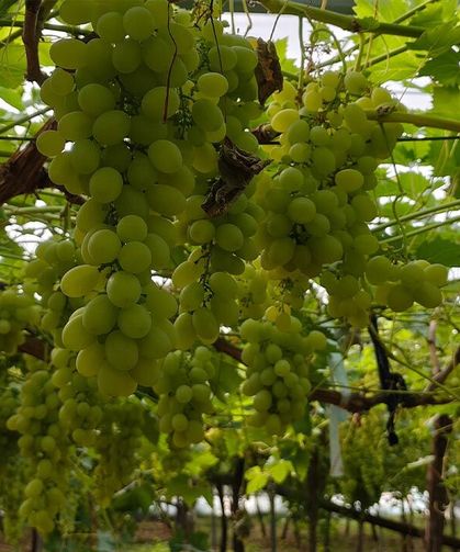 "Yalova İncisi” Üzümde Sezon Açıldı
