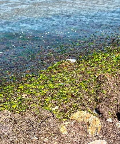 Yalova Akasya Plajı'nda Yosun ve Çöp Sorunu