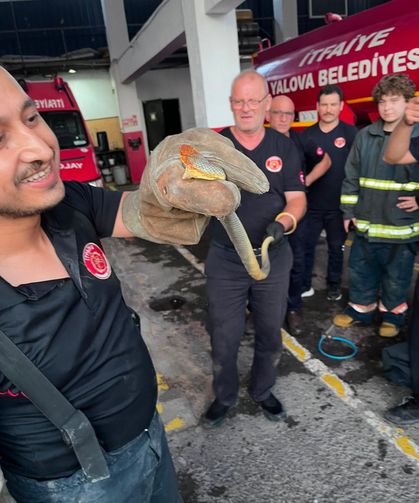 Yalova'da Peş Peşe Yılan Görüntüleri