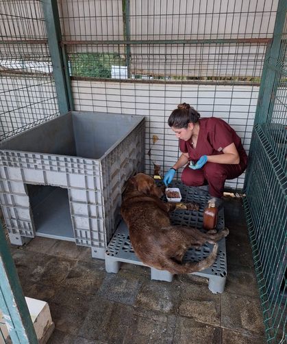 Yalova’da 3 Gün Su Kuyusunda Mahsur Kalan Köpek Kurtarıldı