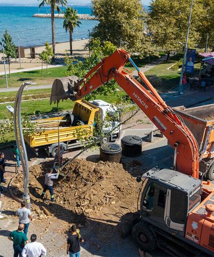 Yalova’da Atatürk’ün Çınar Mirası Korunarak Geleceğe Taşınıyor