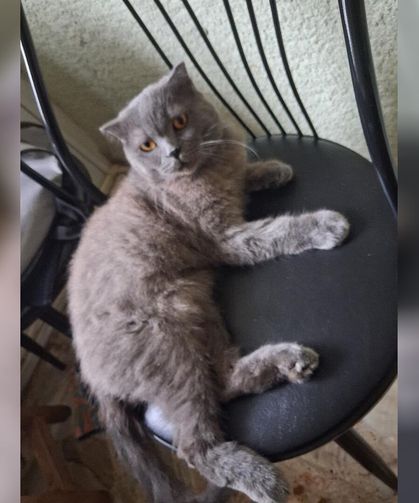 Yalova’da 5 Yaşındaki Kedi İçin Geçici Yuva Aranıyor