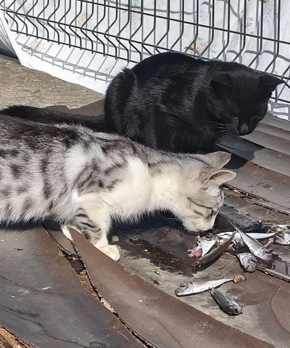 Esenköy Sahili’nde Kedilerin Balık Ziyafeti